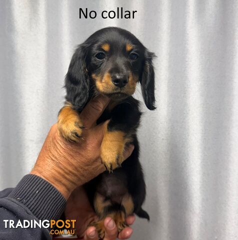 Adorable Long Hair Mini Dachshunds