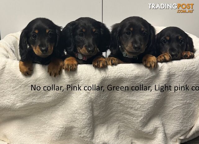 Adorable Long Hair Mini Dachshunds