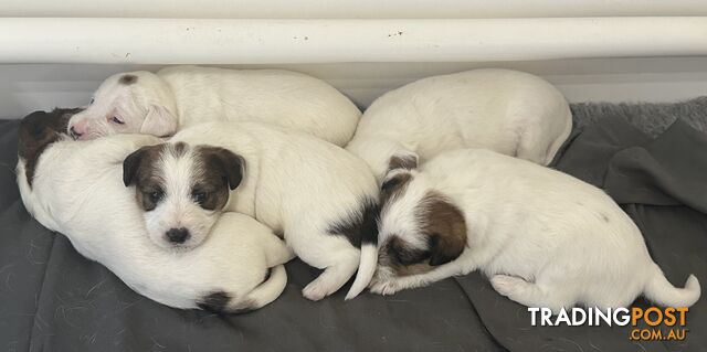 Pure Bred Jack Russell Puppies