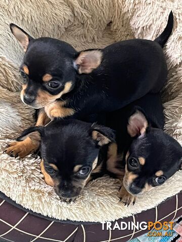 Tiny purebred Chihuahuas