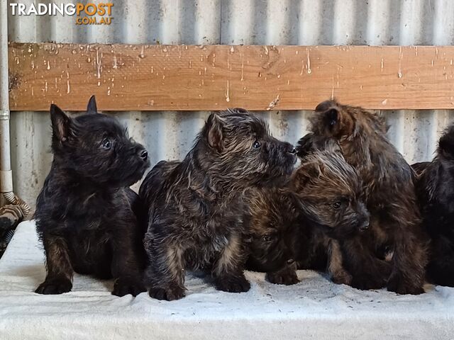 Cairn Terrier x Scottish Terrier Puppies