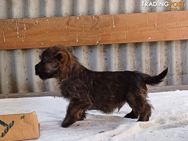 Cairn Terrier x Scottish Terrier Puppies