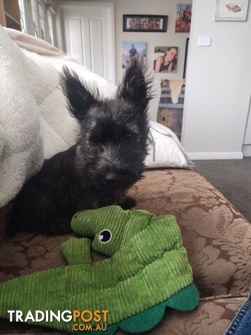 Cairn Terrier x Scottish Terrier Puppies