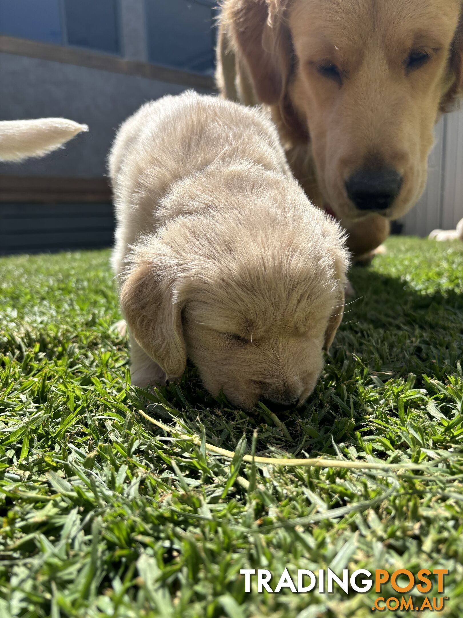 Golden Retriever Puppies