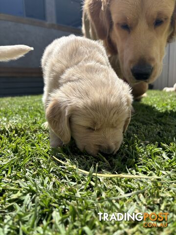 Golden Retriever Puppies