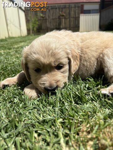 Golden Retriever Puppies