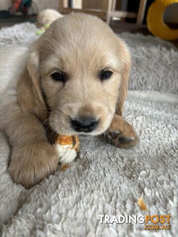 Golden Retriever Puppies