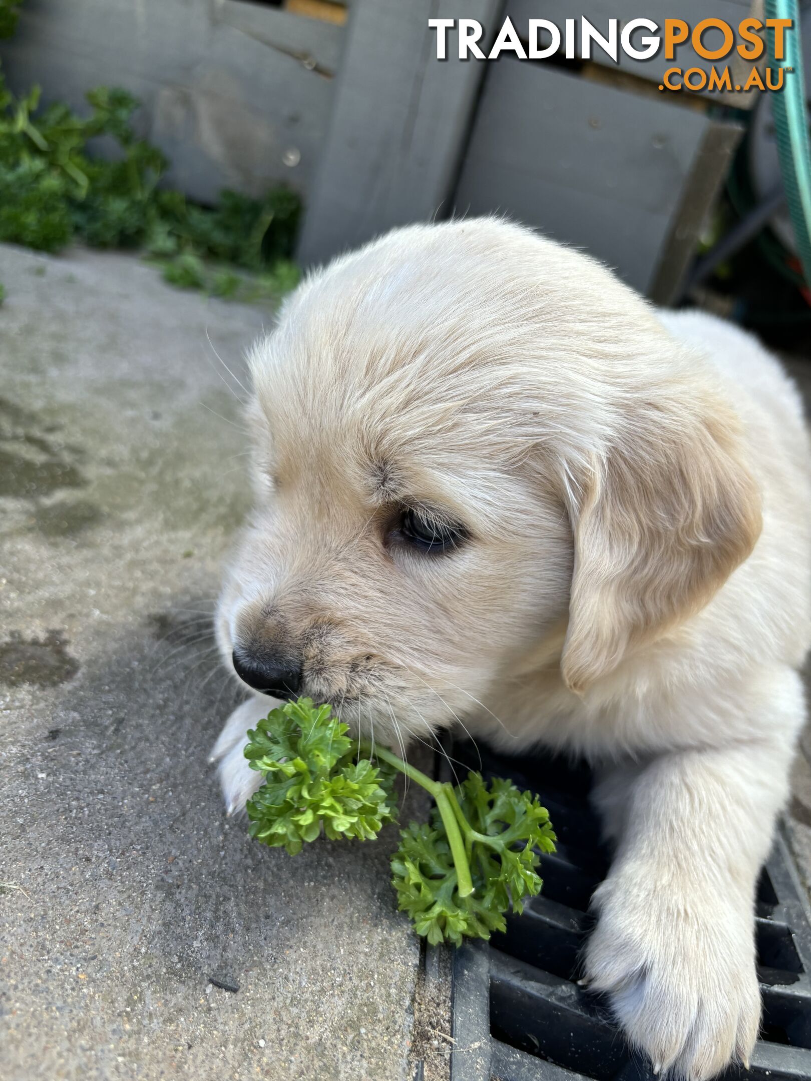 Golden Retriever Puppies