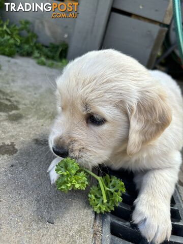 Golden Retriever Puppies