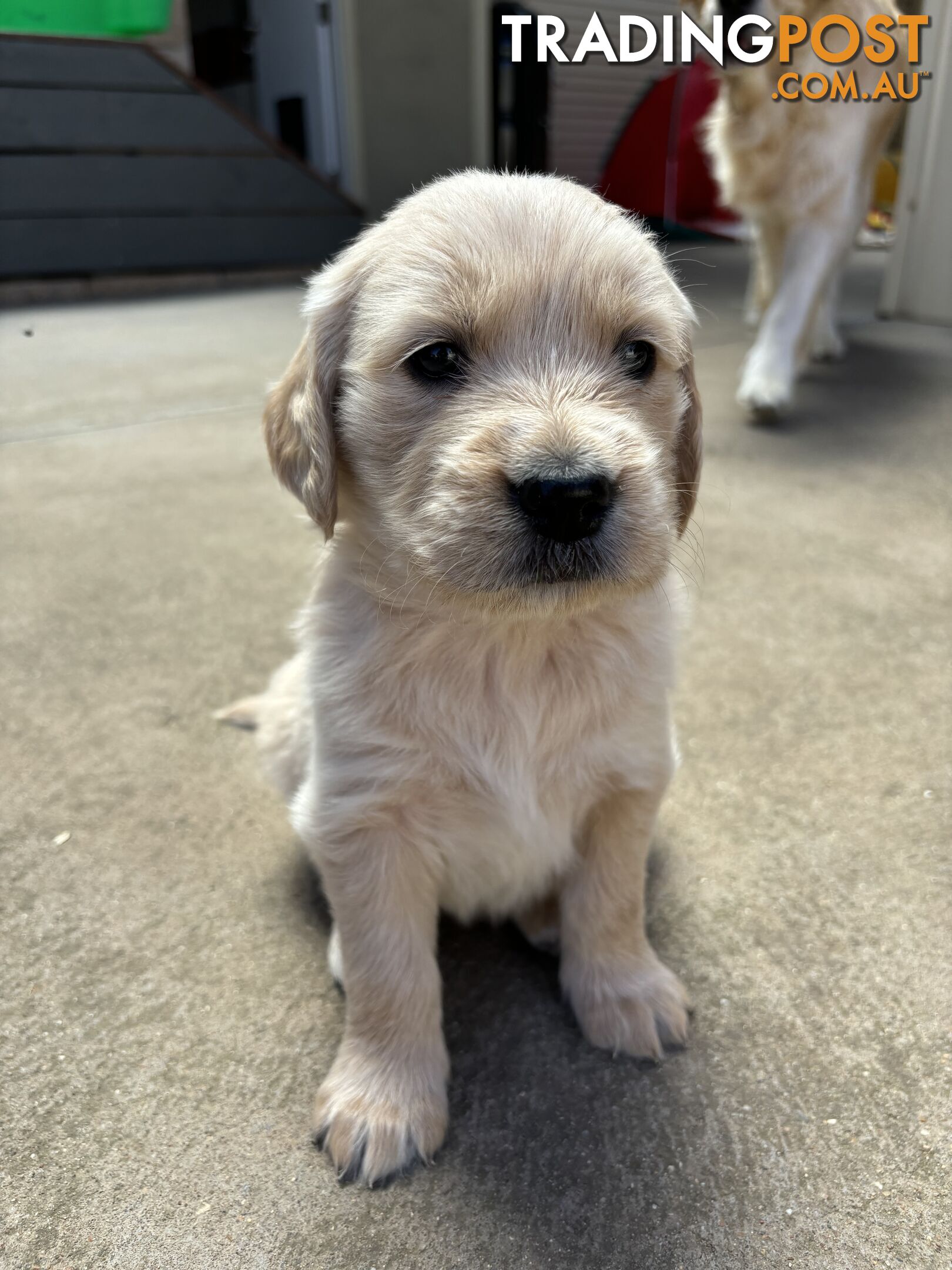 Golden Retriever Puppies