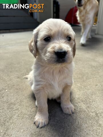 Golden Retriever Puppies