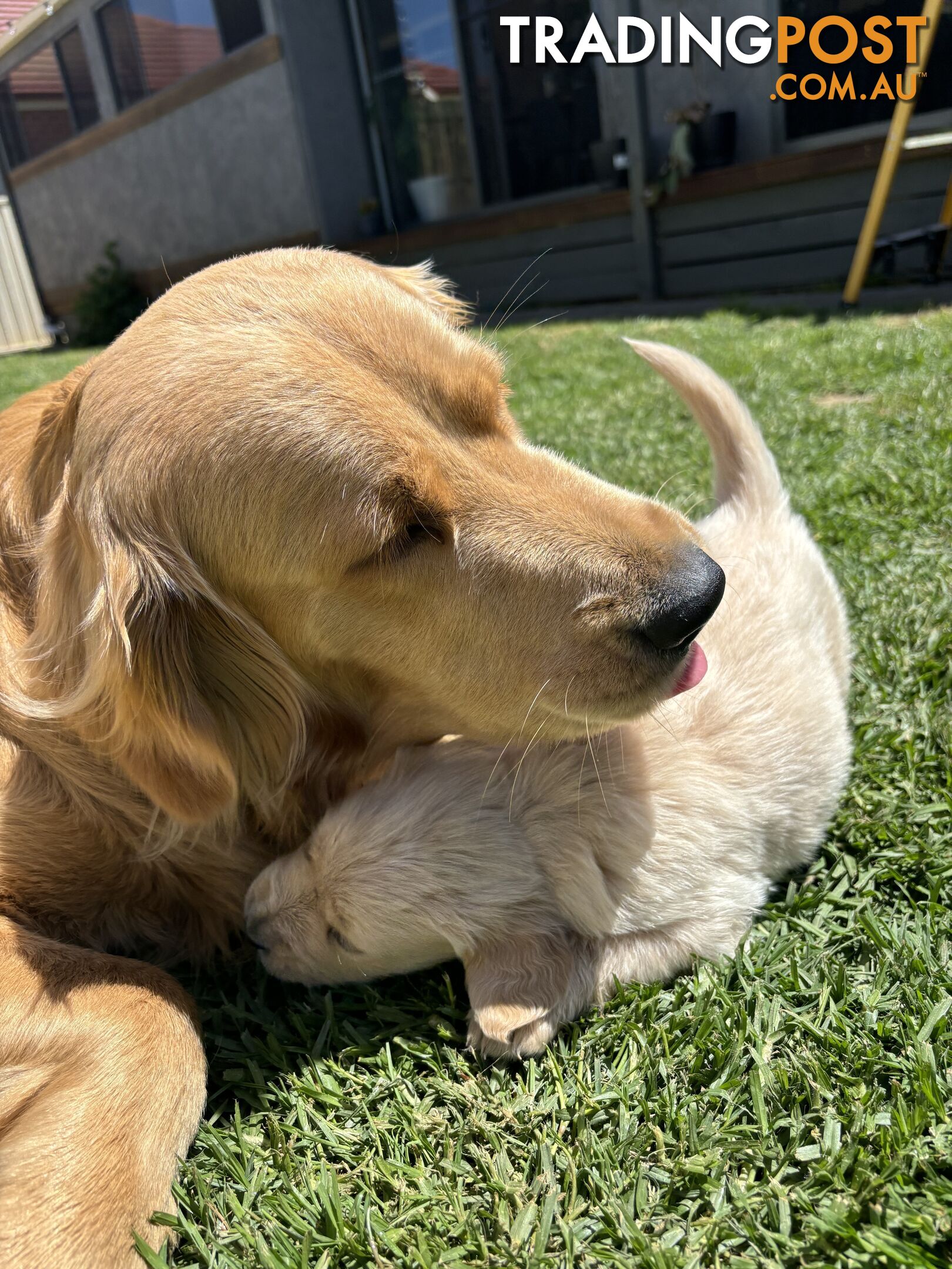 Golden Retriever Puppies