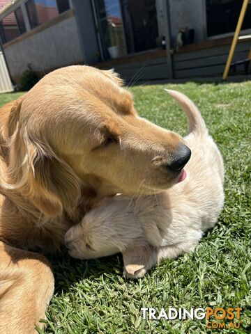 Golden Retriever Puppies