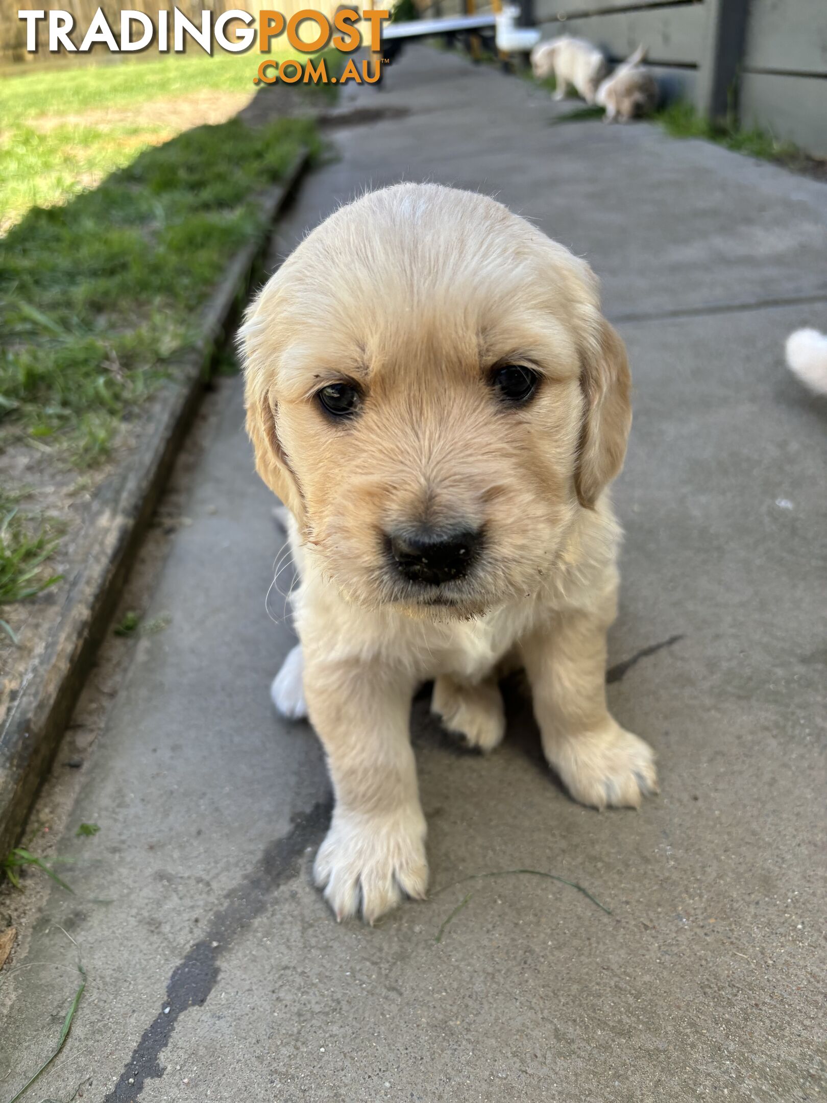 Golden Retriever Puppies