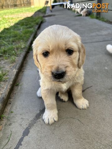 Golden Retriever Puppies