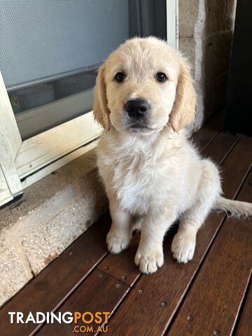 Golden Retriever Puppies