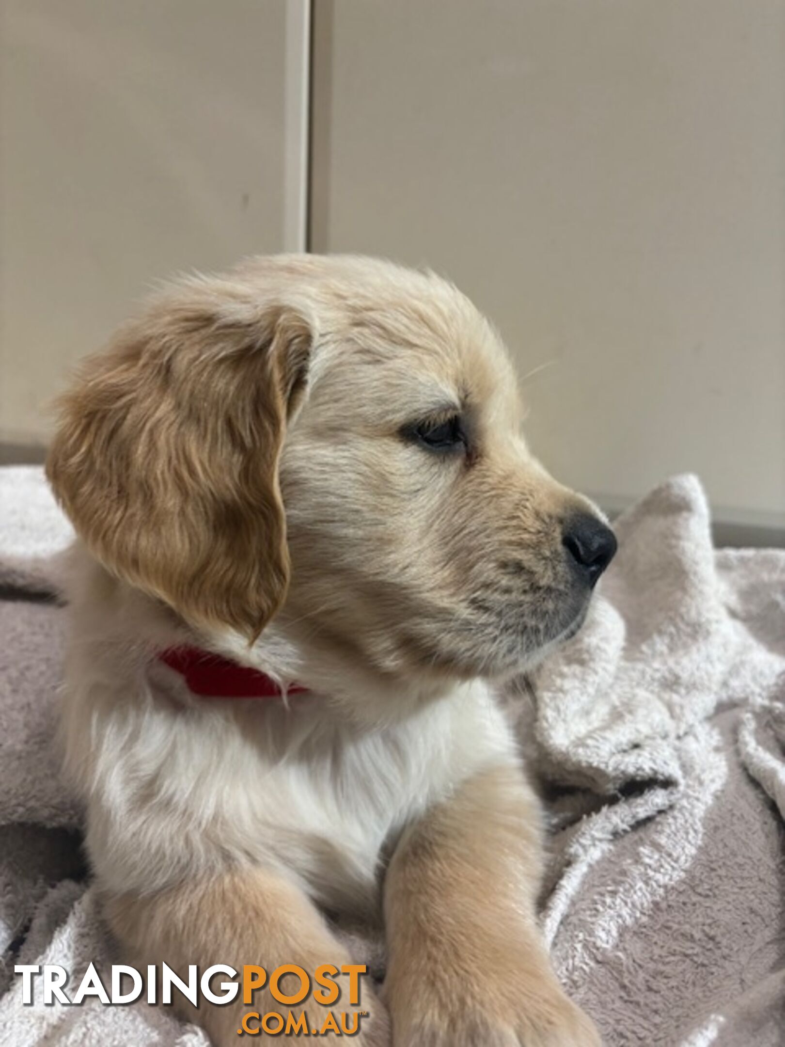 Golden Retriever Puppies