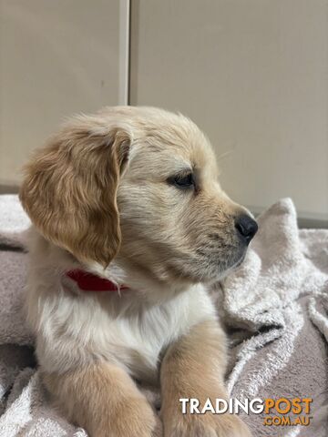 Golden Retriever Puppies