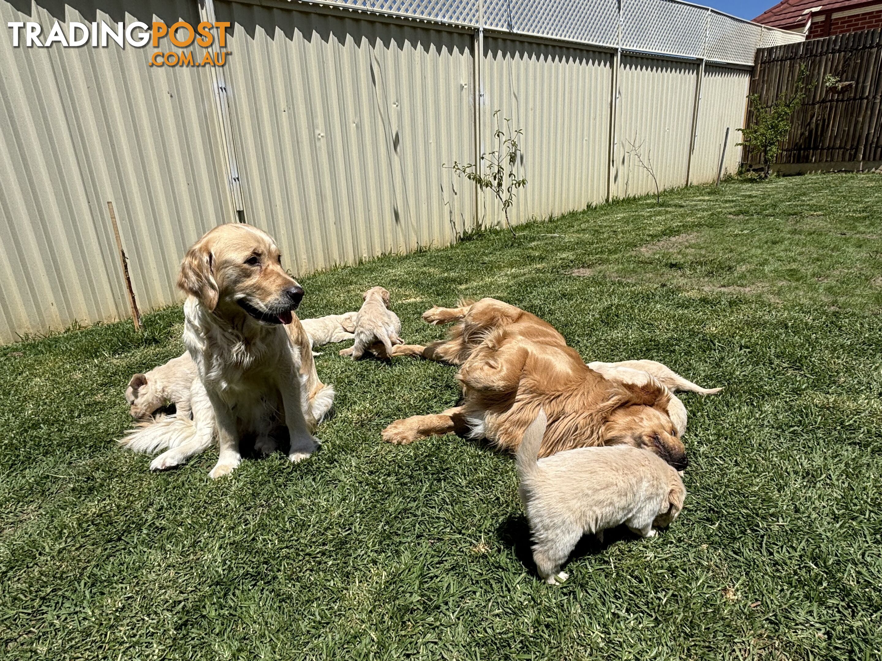 Golden Retriever Puppies