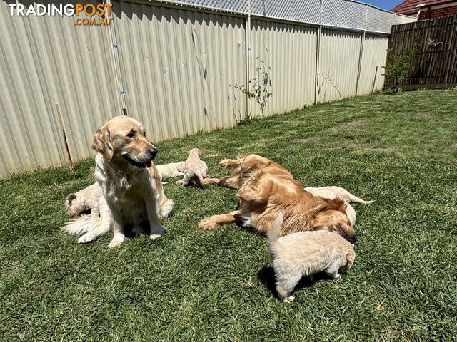 Golden Retriever Puppies