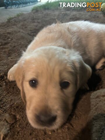 Golden Retriever Puppies