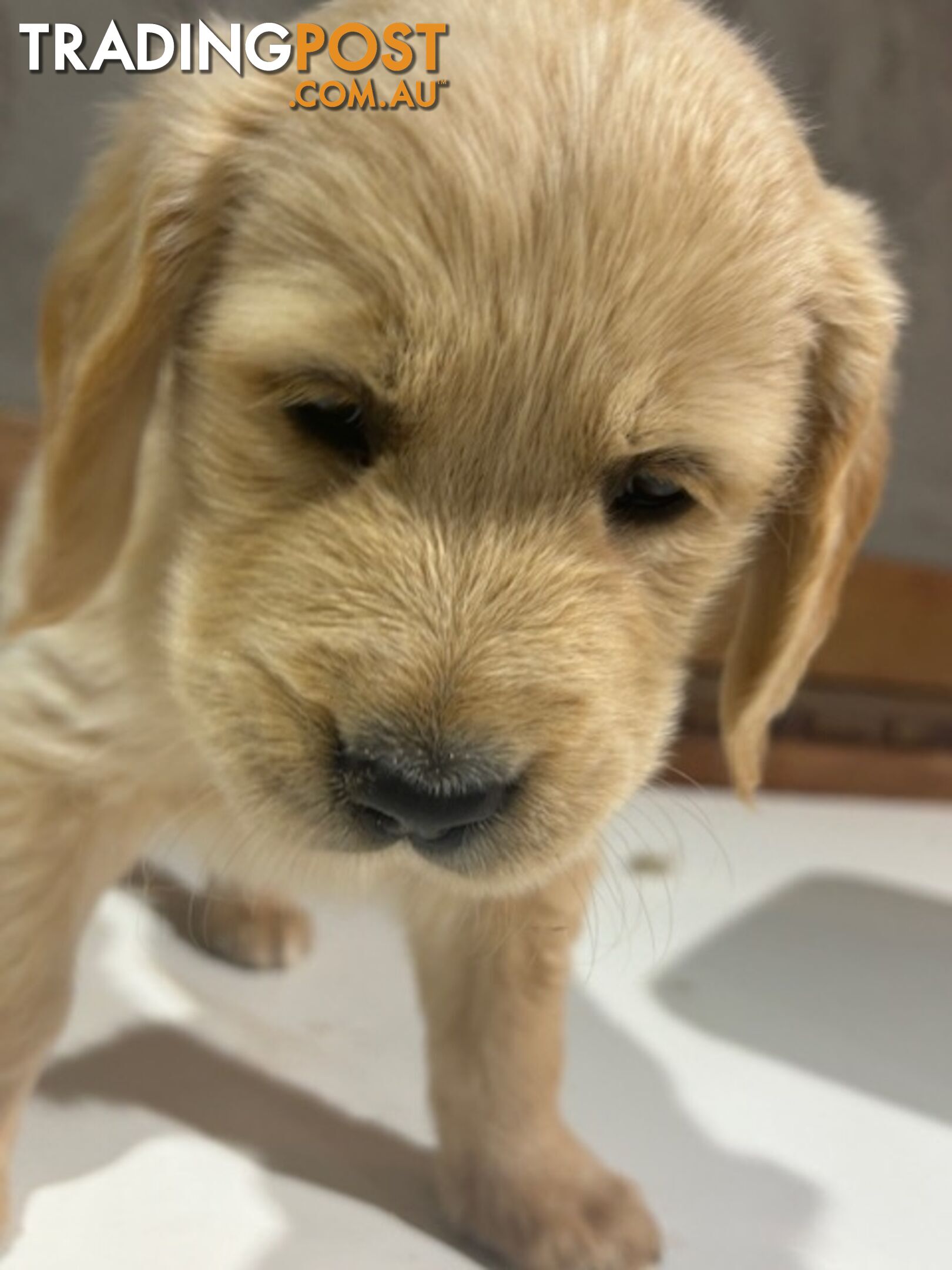 Golden Retriever Puppies