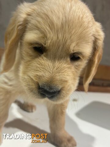 Golden Retriever Puppies