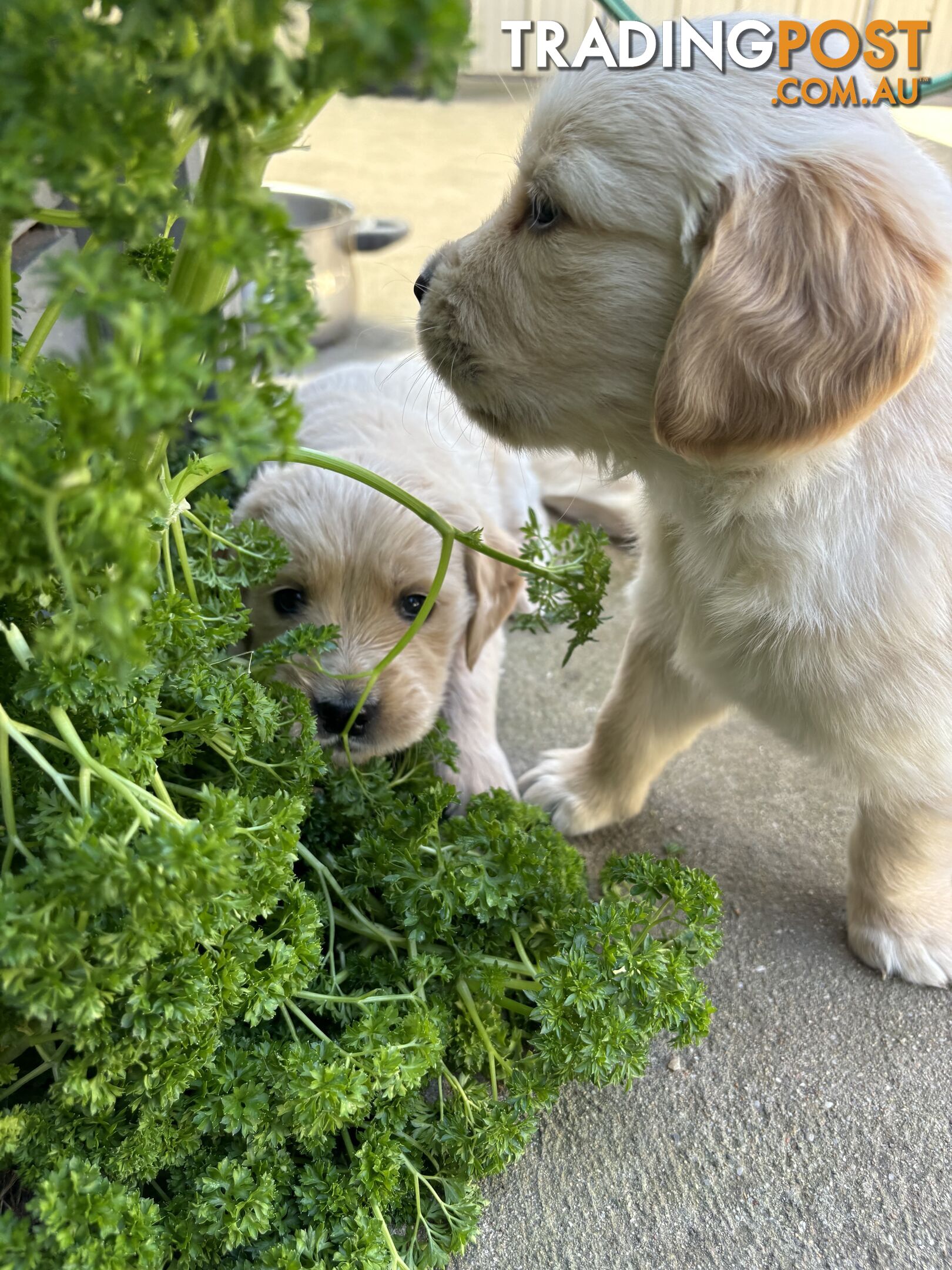 Golden Retriever Puppies