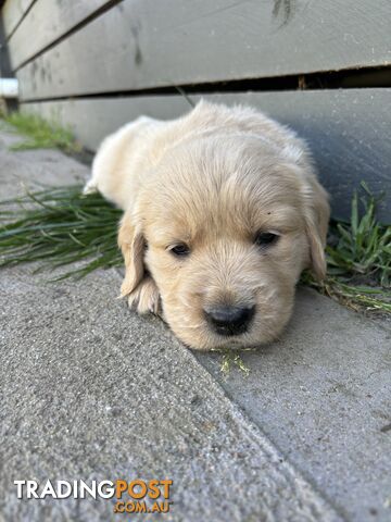 Golden Retriever Puppies