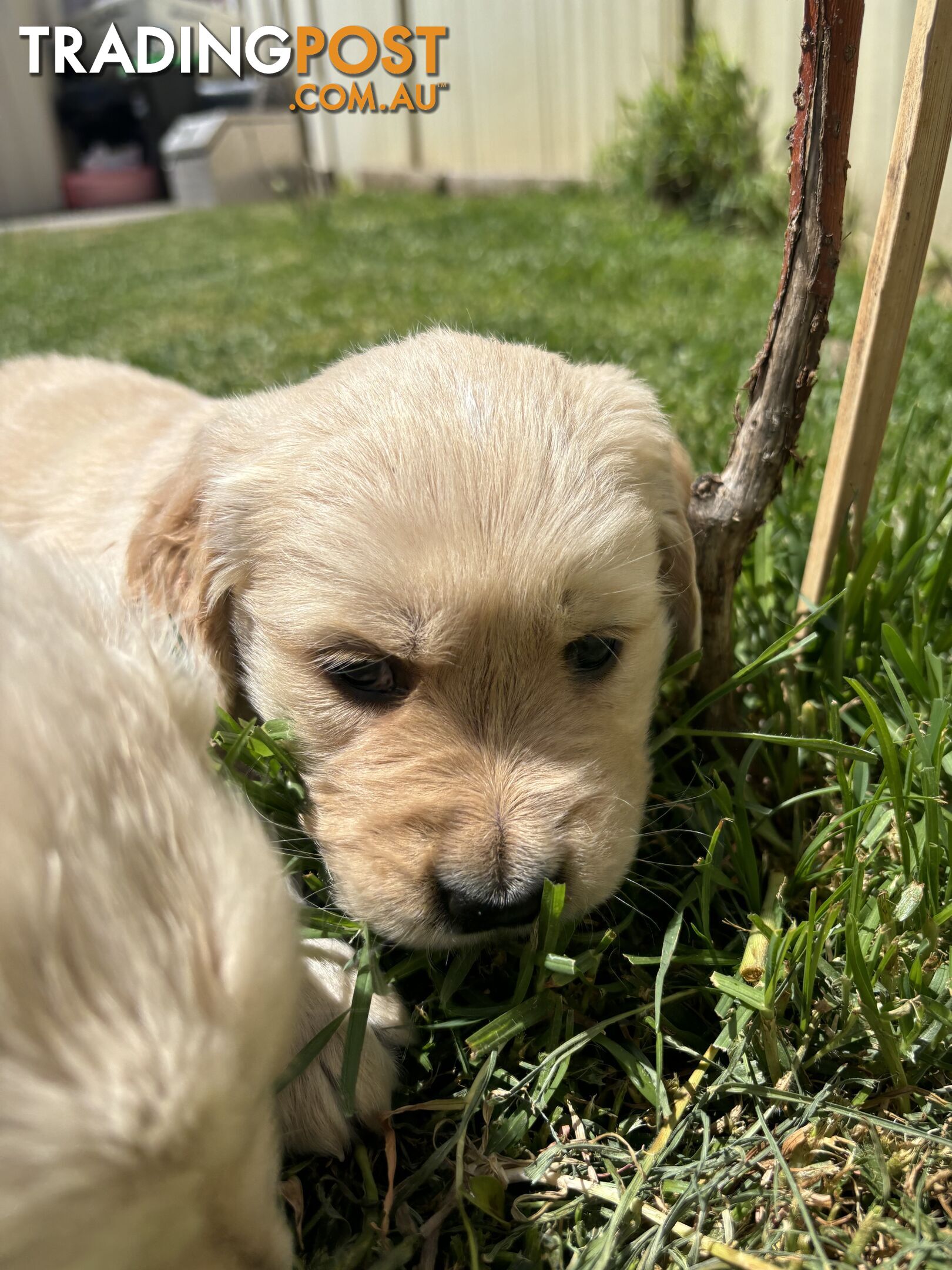 Golden Retriever Puppies