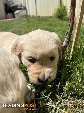 Golden Retriever Puppies