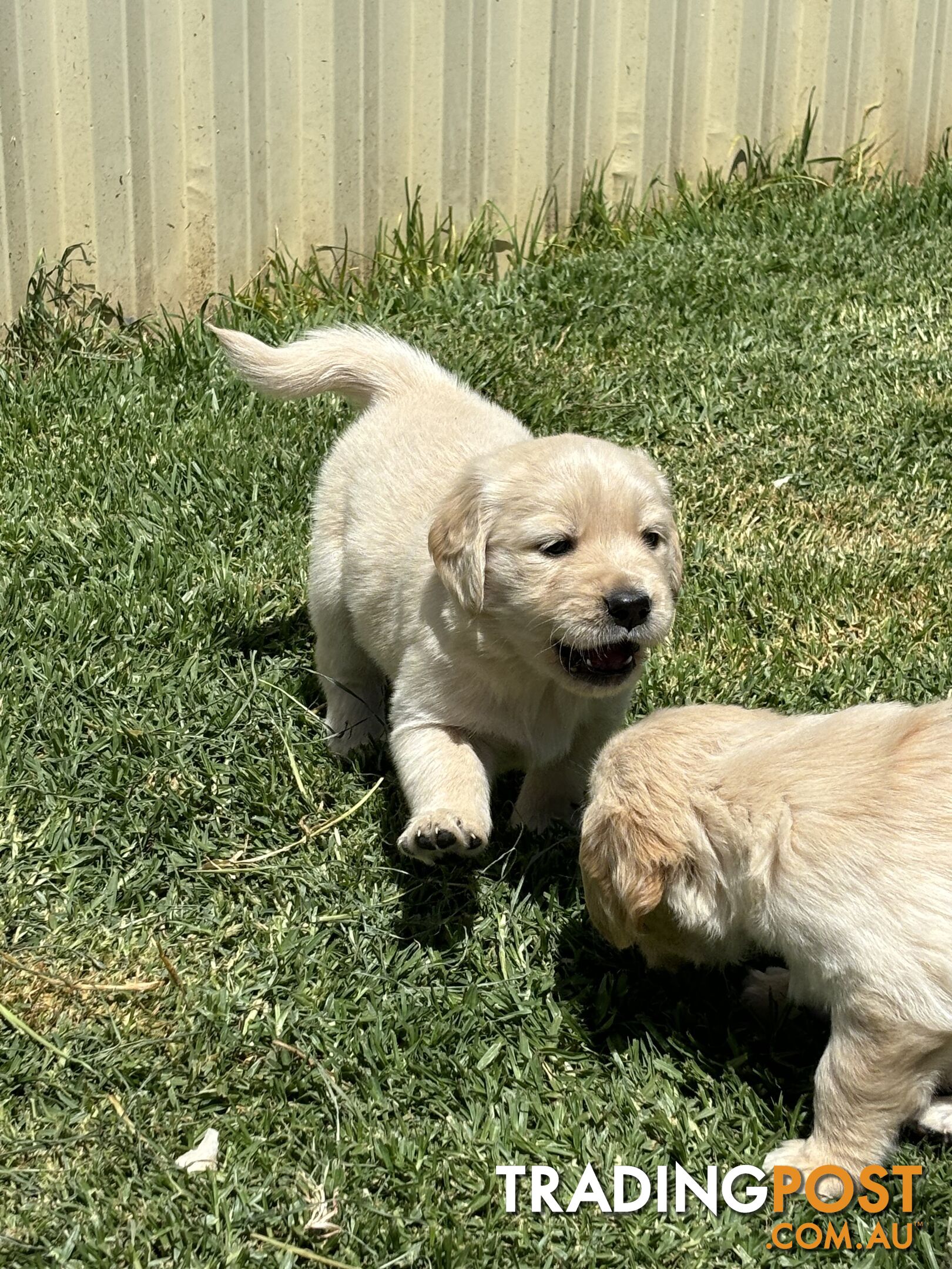 Golden Retriever Puppies