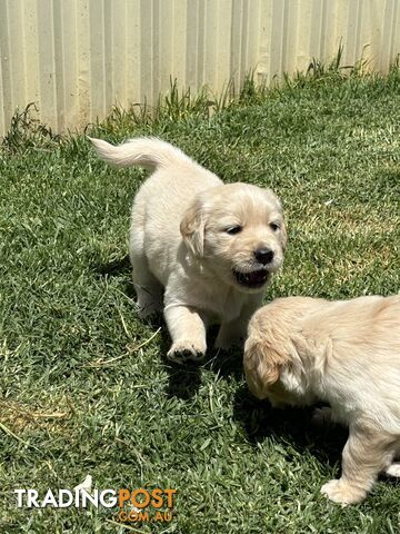 Golden Retriever Puppies