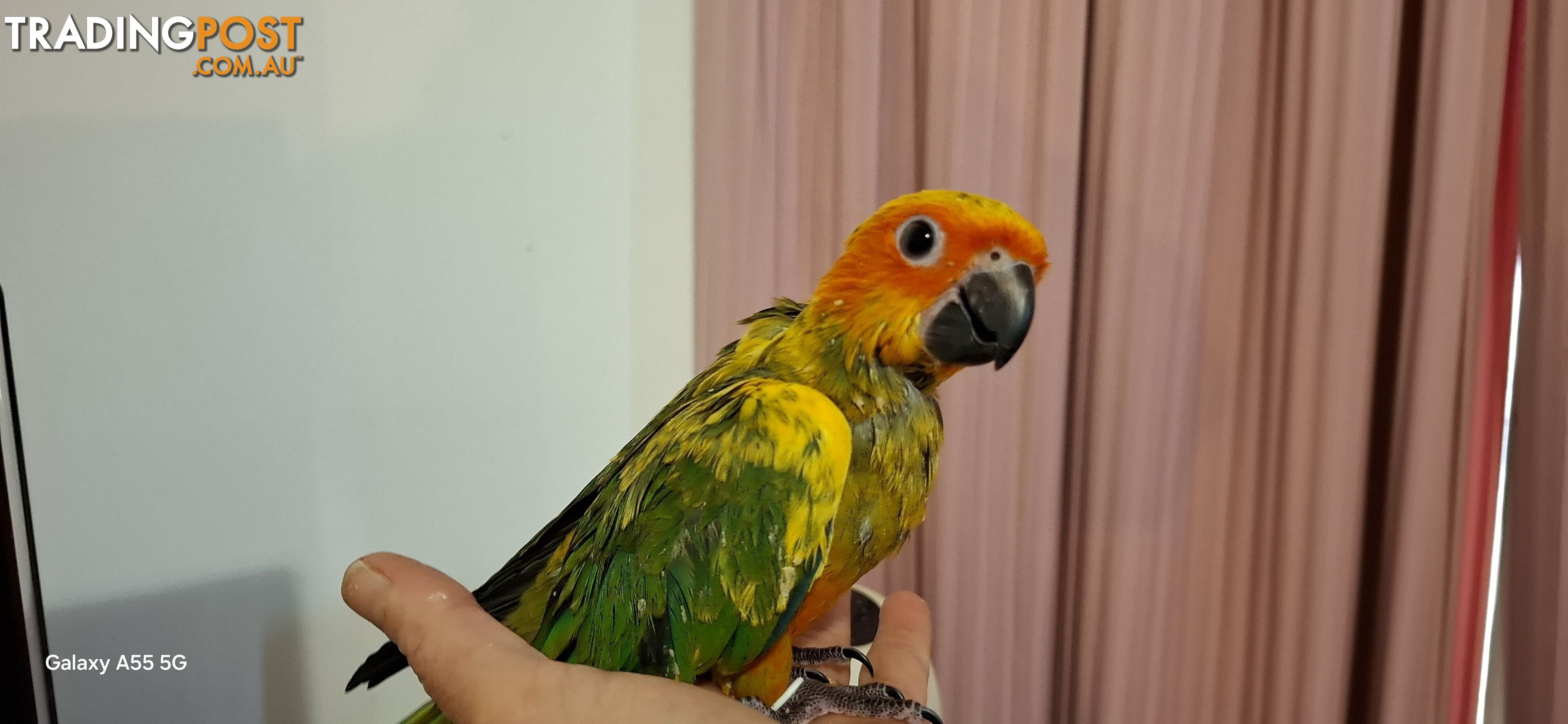 Hand raised sun conures