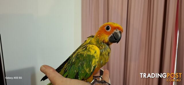 Hand raised sun conures