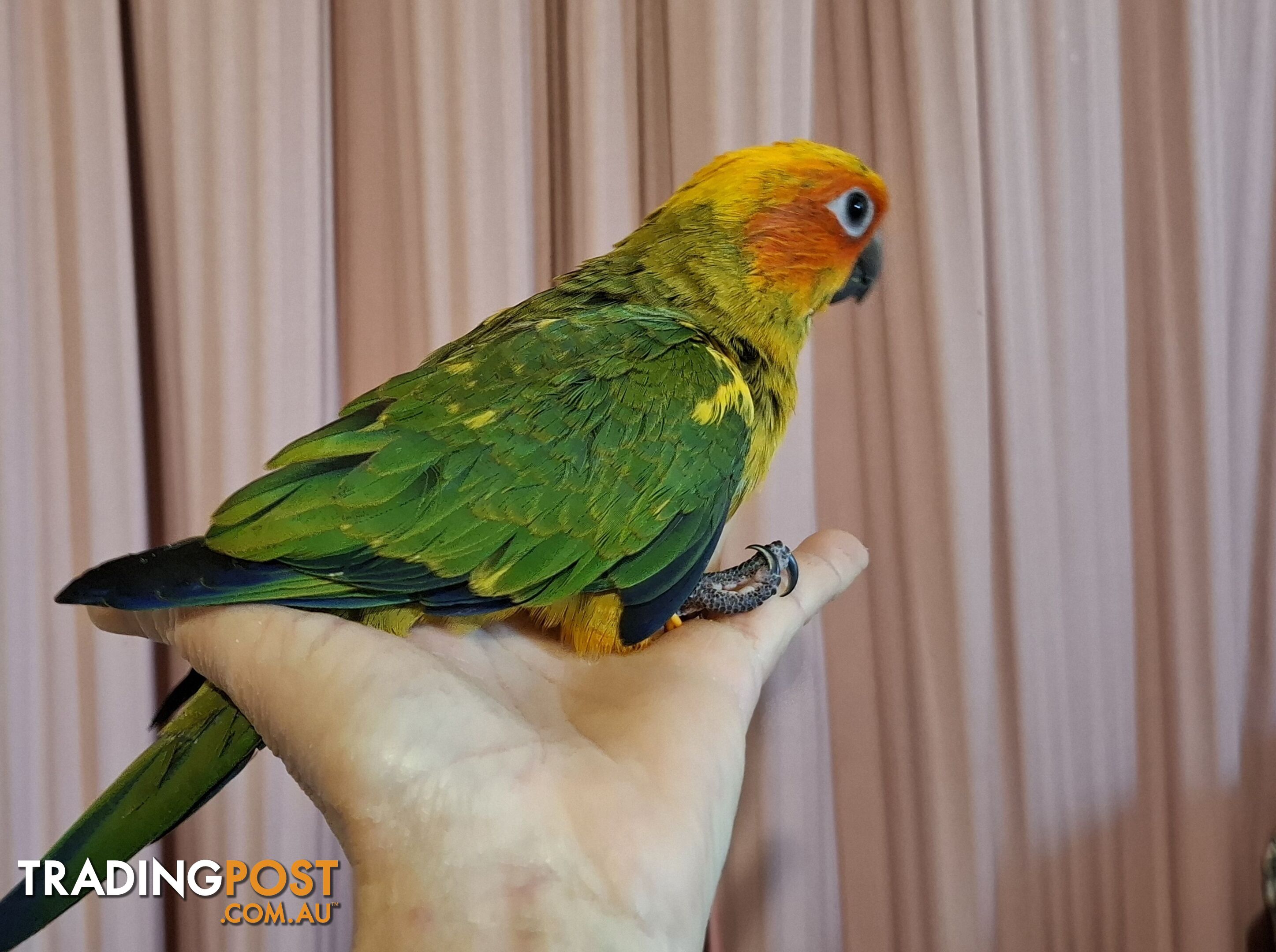 Hand raised sun conures