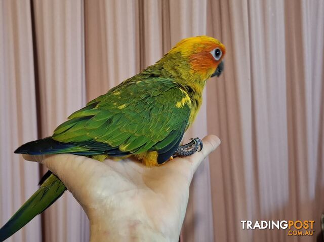 Hand raised sun conures