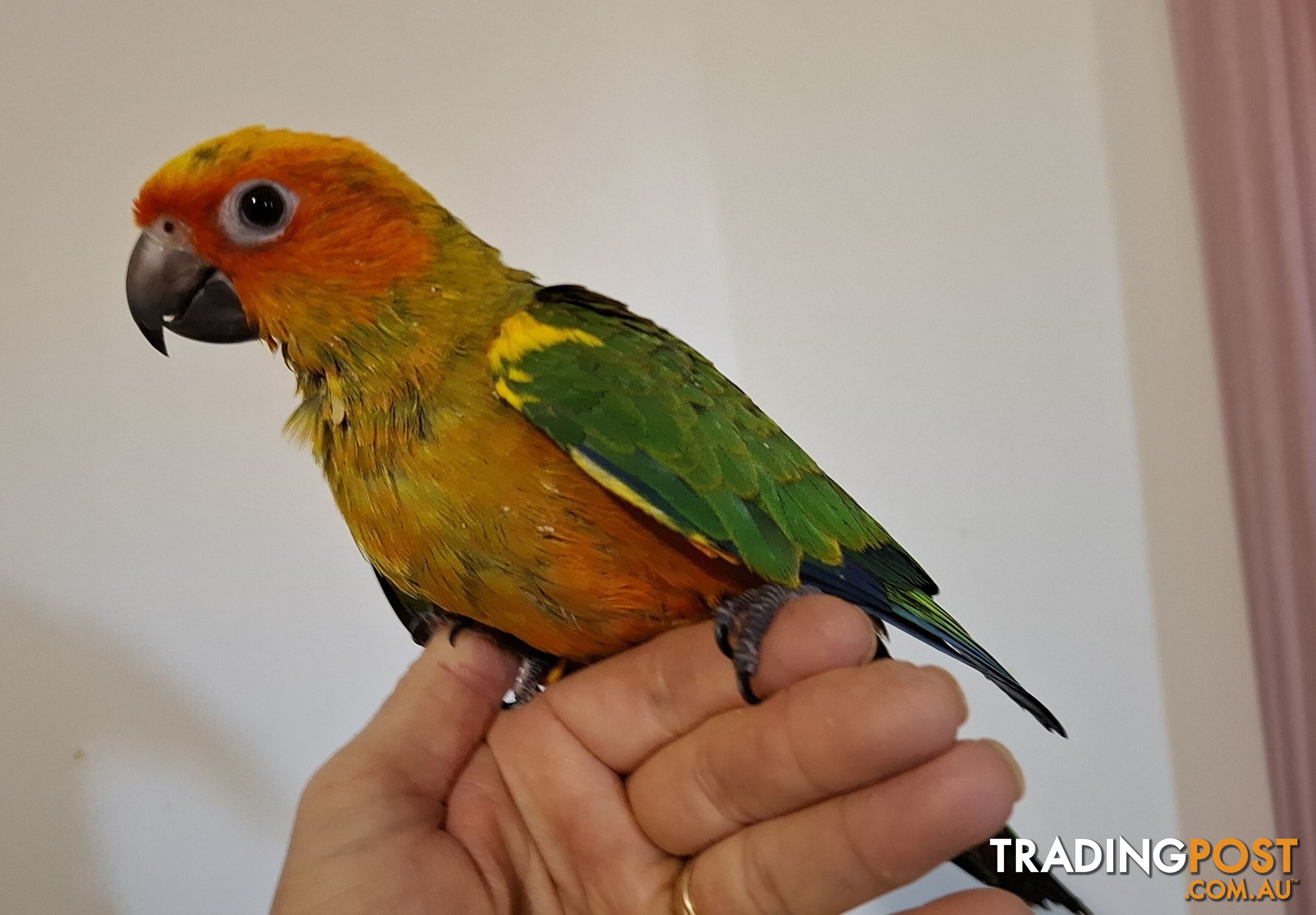 Hand raised sun conures