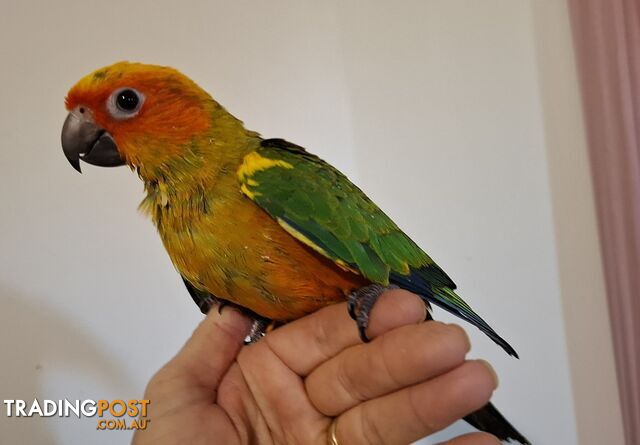 Hand raised sun conures