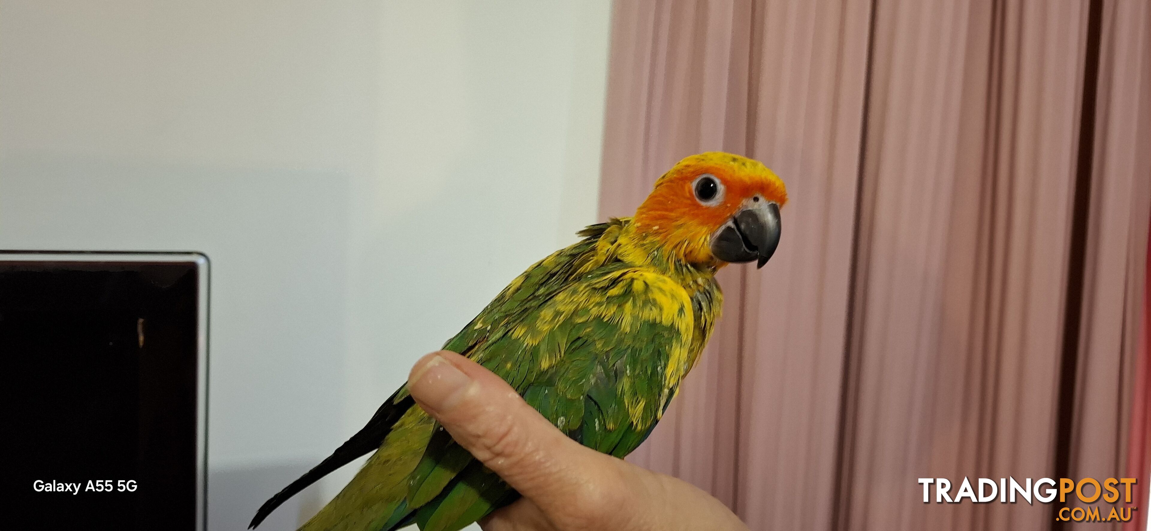 Hand raised sun conures