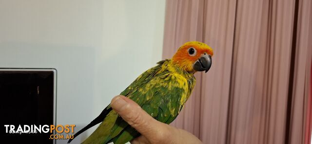 Hand raised sun conures