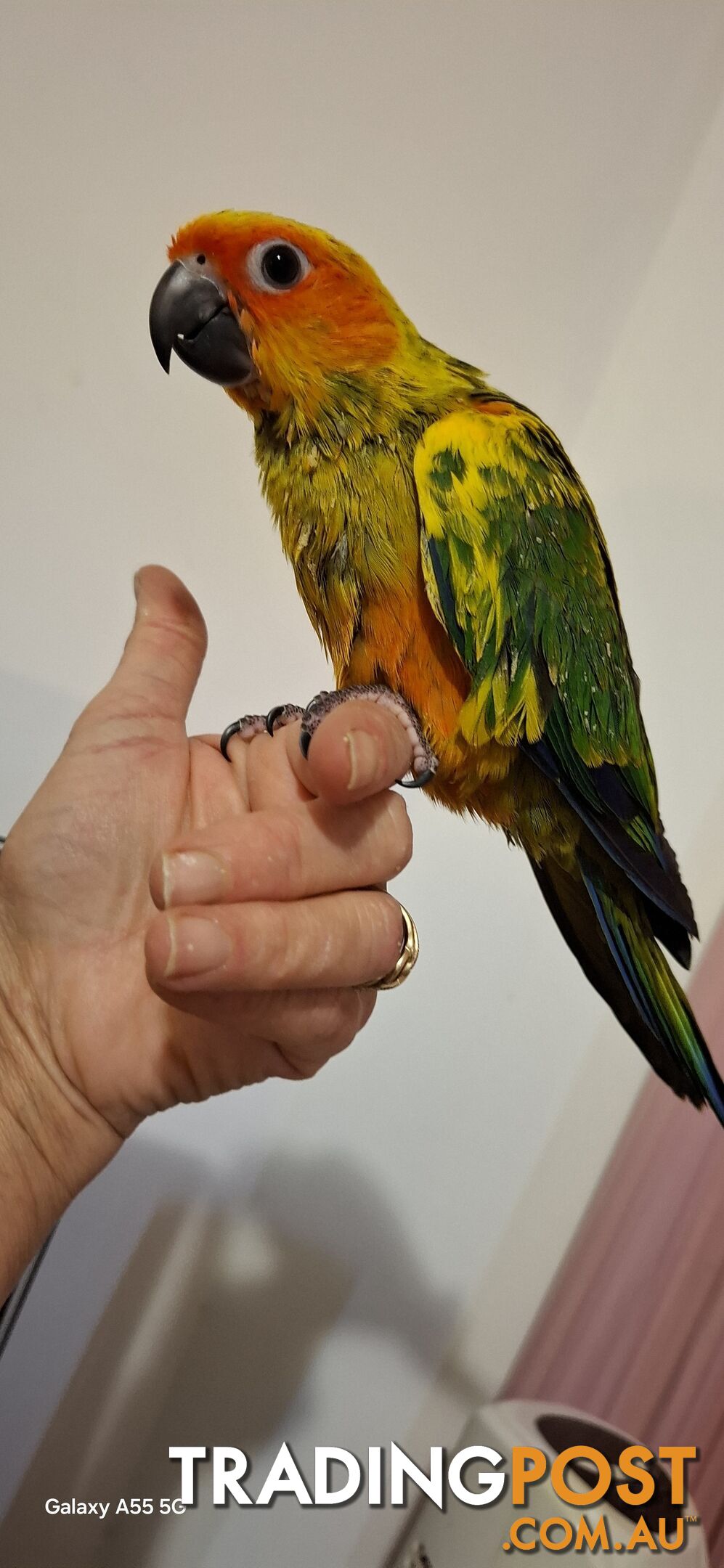 Hand raised sun conures