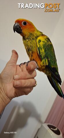 Hand raised sun conures