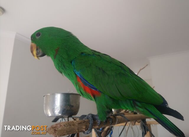 Hand raised male eclectus