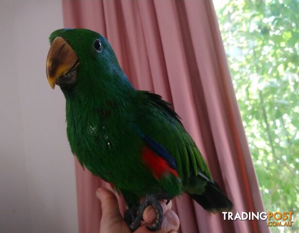 Hand raised male eclectus