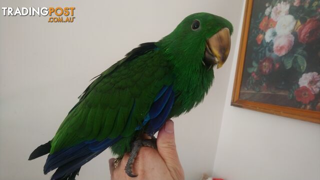 Hand raised male eclectus