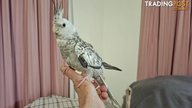 Cockatiels hand raised