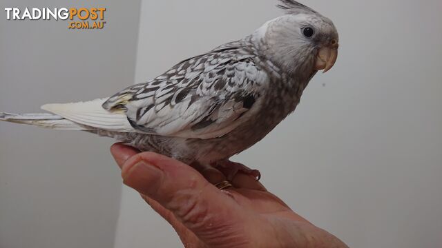 Cockatiels hand raised