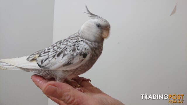 Cockatiels hand raised