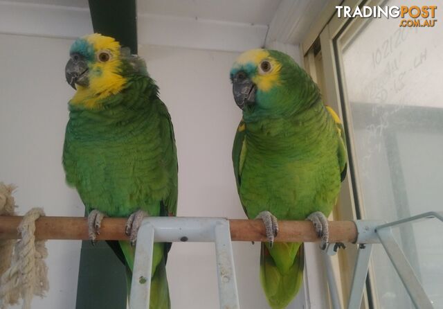 Pair breeding blue fronted Amazon's